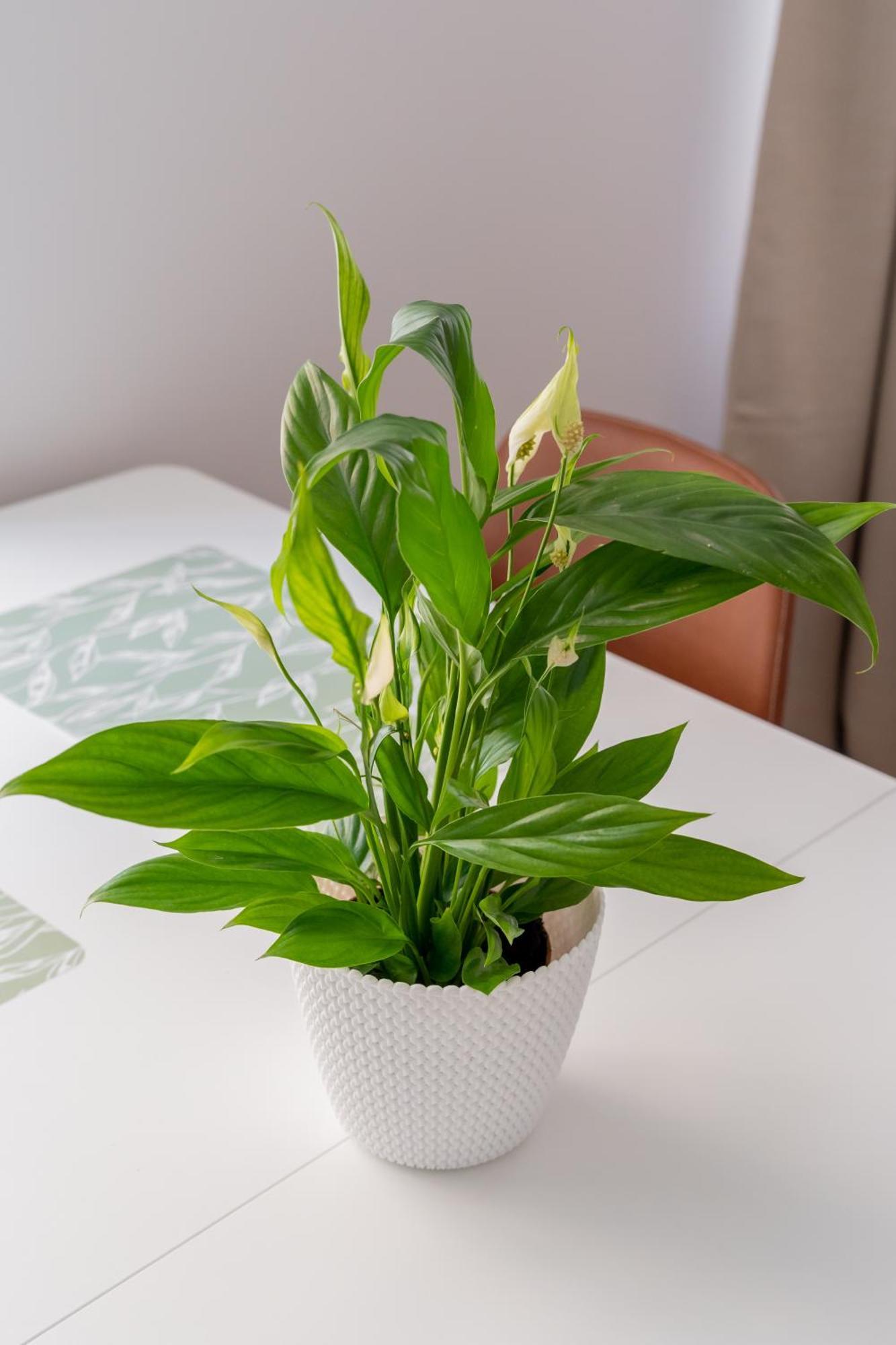 Spacious 1-Bedroom Apartment In The Heart Of Old Town Riga Bagian luar foto